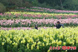 免费或半价！广西多景区开启宠“女”模式图片