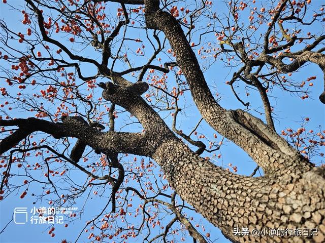 今冬顶流！陕西这片柿子林爆火出圈，美到封神！攻略来啦