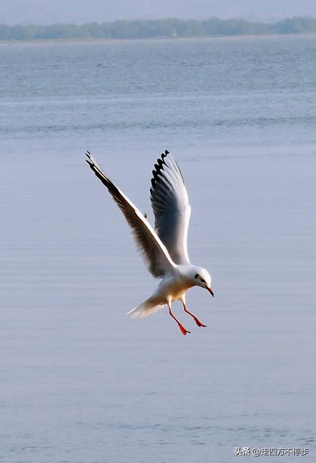 深圳湾观鸟：海舞鸟歌映盛世