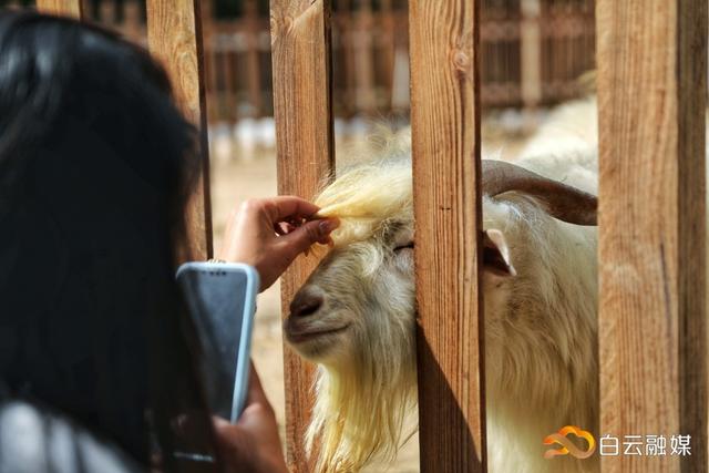 以“乡村+营地”激发近郊文旅活力！太和镇头陂村发展多元业态营地经济