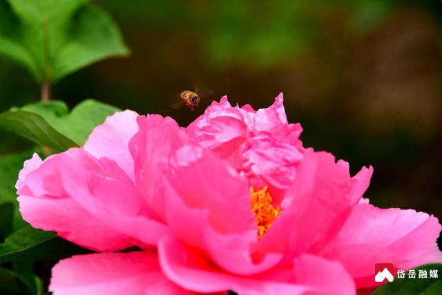 春已至 花正浓 来岱庙 赏牡丹