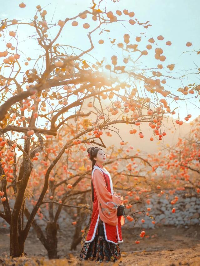 最佳观赏期！冬天来广西，指定有好“柿”！（附最新实拍图）