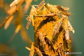 “祸害”中国农民数千年，曾人人喊打的蝗虫，为何如今很少见了？图片