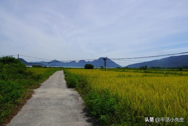寻找福州八月最美的稻田