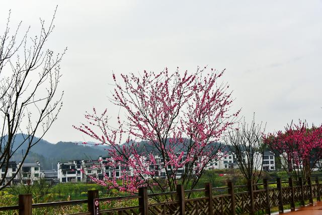 婺源月亮湾