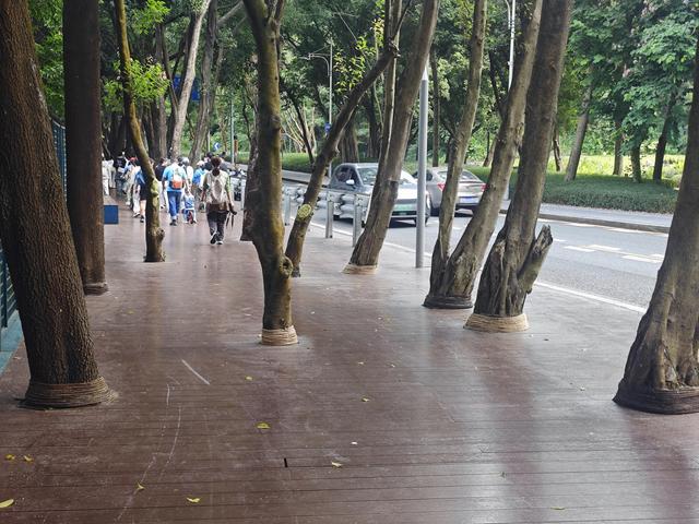 环西丽湖绿道骑行慢行随拍-动个好奇心