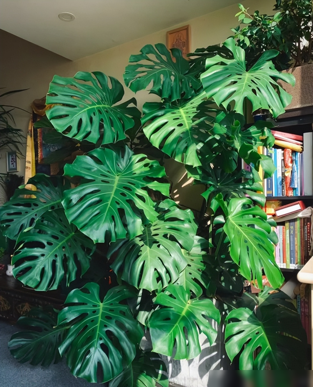 阴花不能进阳宅，家里若有这5种花，请赶紧“搬出去”！