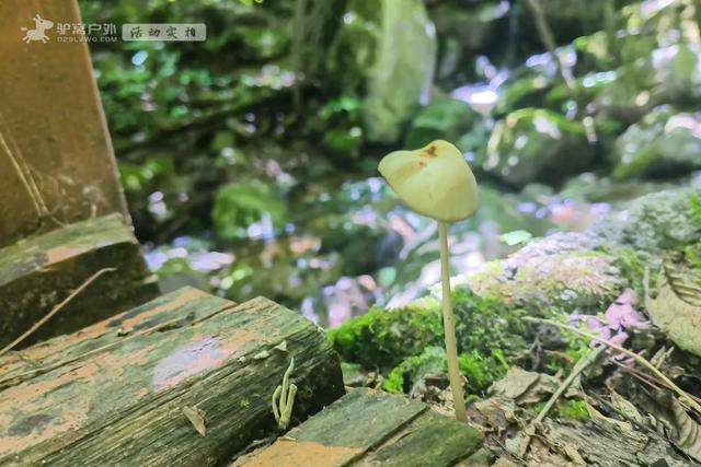 西安人私藏的“天然空调房”，朔溪观瀑，喂萌宠，凉快还免门票！