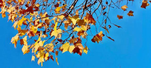 寻美薛城丨冬日的浪漫！法桐的金色韵味从秋的繁华走向冬的静谧！