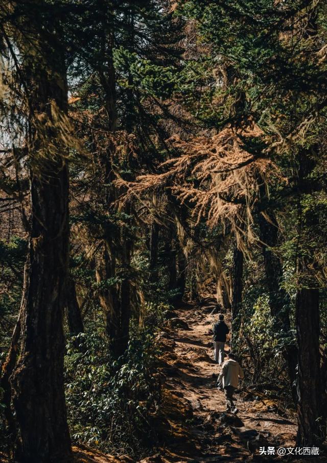 哇塞！西藏这里美出天际！冰川彩林，美成仙境！