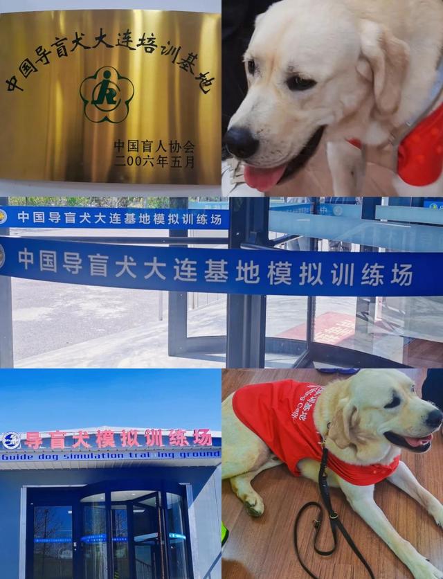 带导盲犬爬泰山后续！账号被扒，带狗到处旅游，基地回应大快人心