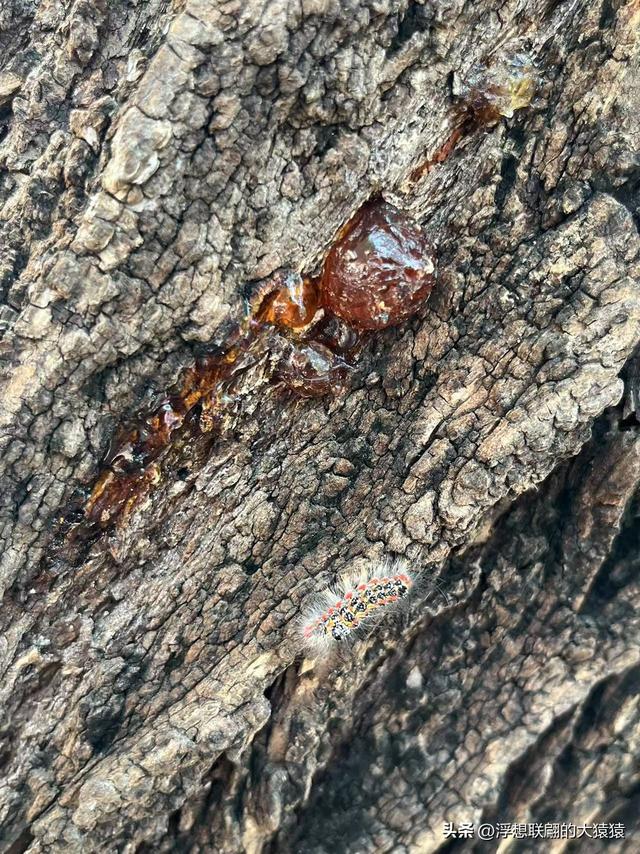 章丘官庄响水泉村，一个古老又美丽的山村