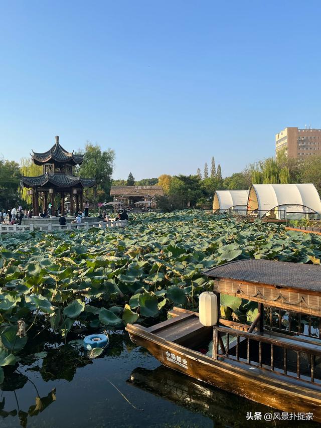 南昌八一公园，夏天的荷花太美了！