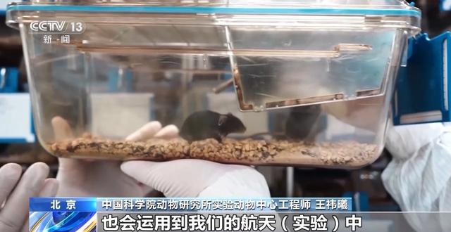 中国空间太空小鼠也要“过五关斩六将” ，300只中选拔4只