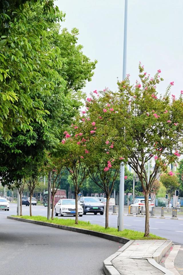 紫薇映夏，探寻武侯街头绽放的诗意
