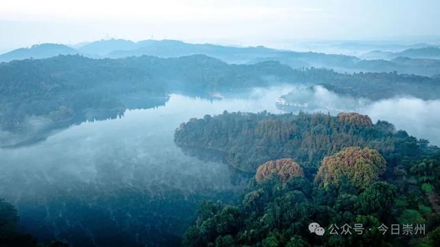 速来→崇州正上演初冬金色浪漫大片！
