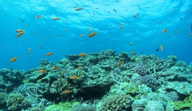 日本十大潜水圣地：潜点特色与难易度总整理