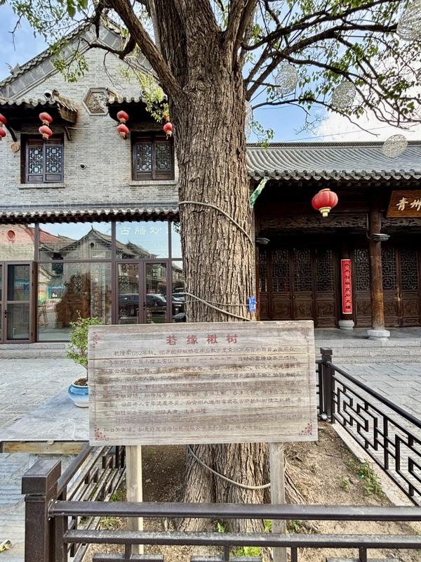 青州古城景区为什么人气这么旺？