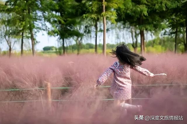 太粉了！太美了！苏州秋日的限定浪漫，是这片“粉色云雾”给的~