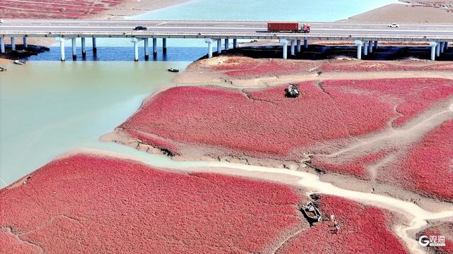 胶州湾红海滩：一片红海，万种生机