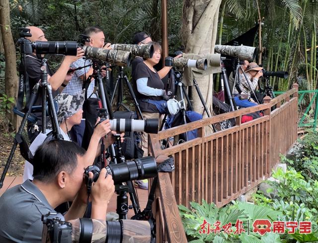 南宁市设置多处观鸟设施，为市民提供优质观鸟体验