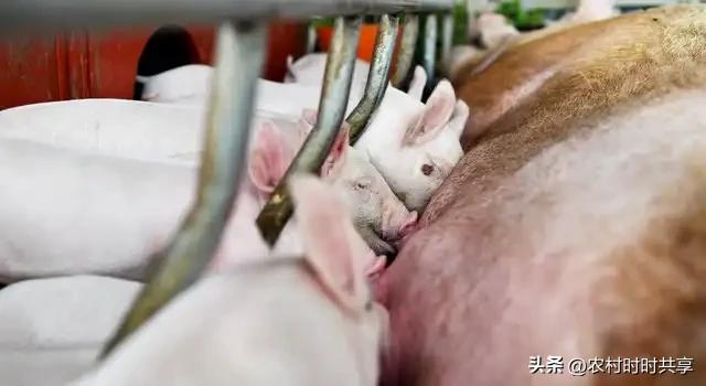 养殖母猪有窍门，6大技巧助你轻松年赚60万，你想知道吗？