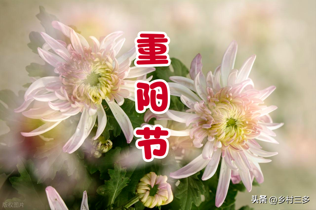 不是迷信！今日九月初九，记得：1不劳、2不送、3不出、4要吃！