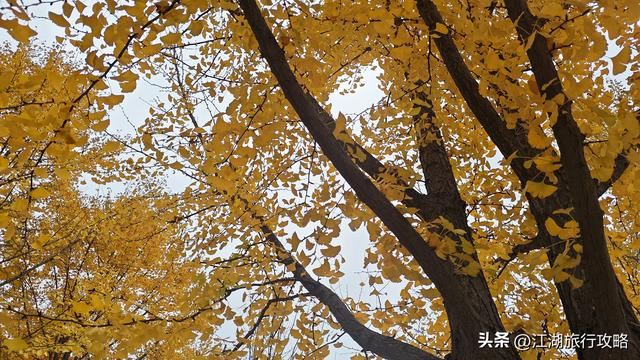 西安曲江富人区墓景房，地下埋着秦二世，地上是银杏林和博物馆