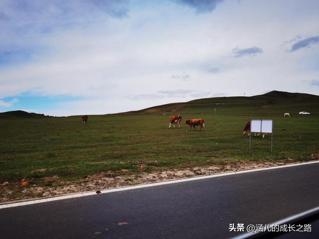 总要去趟草原吧！自驾塞罕坝和乌兰布统超简攻略（附图超全）