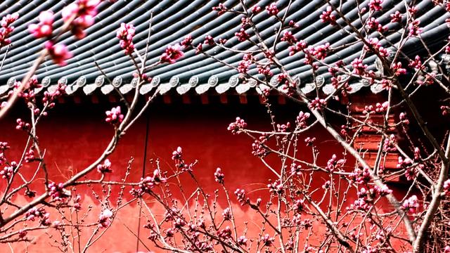 灵丘：山桃艳，晨钟远，春日盛景古刹山