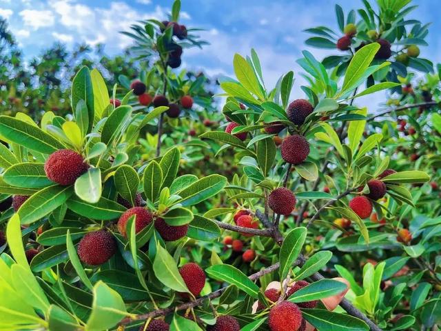 一位仙居人的旺苍情书：从仙居到旺苍，爱你是跨越千里的奔赴！