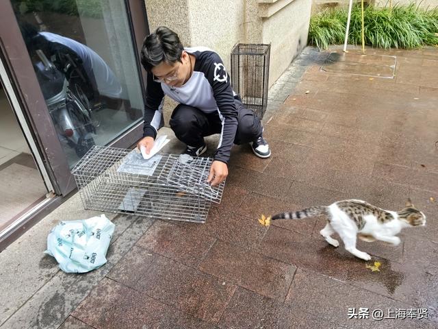 从“流浪无依”到“宠爱有道”，金海街道这个社区有“喵”招→