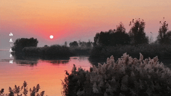 泰安“天空之镜”大火！连片芦苇+落日余晖 美到尖叫