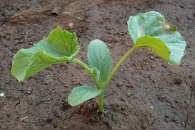 种植黄瓜只要掌握4招，黄瓜又大又直产量高图片