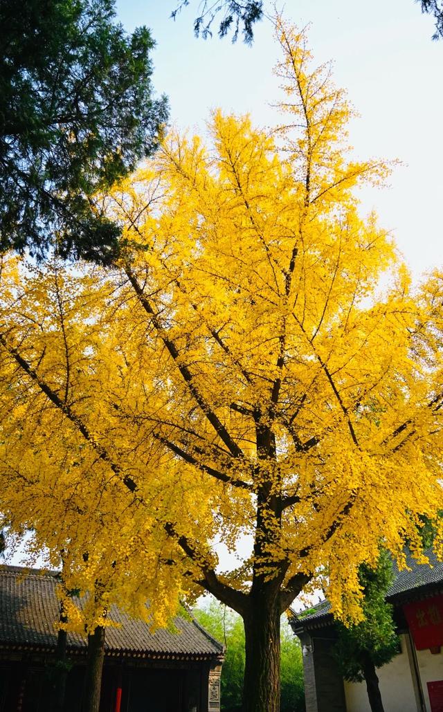 西安周末游丨这8个免费赏银杏叶好去处