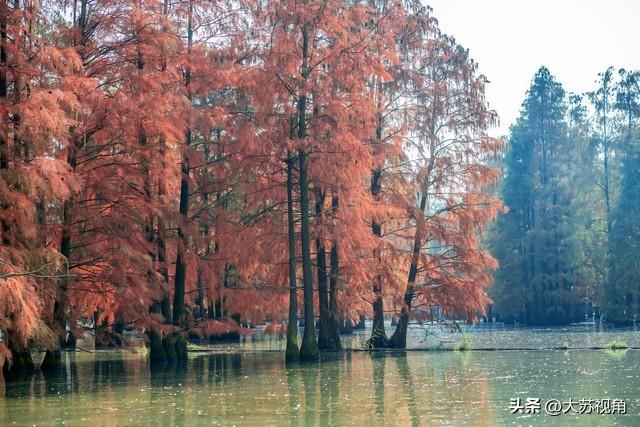 南京池杉湖5万株红杉染透湖面，珍稀鸟类扎堆，错过等一年