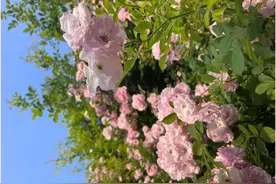 五月顶流出场，苏州这些地方可以赏月季！图片