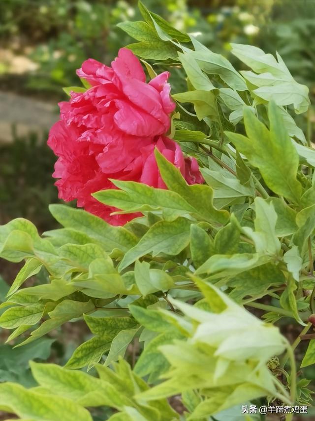 做几天洛阳人——游河南洛阳赏牡丹芬芳 总体概述（四）