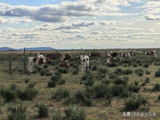 北上大草原第8站：贡格尔草原生活体验一天