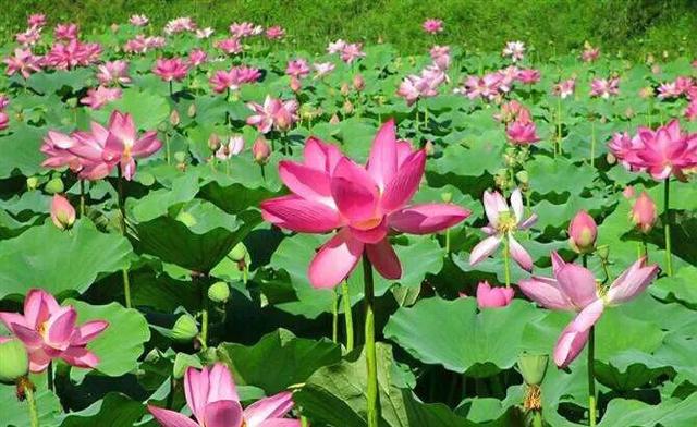 荷花：夏日一道靓丽的风景