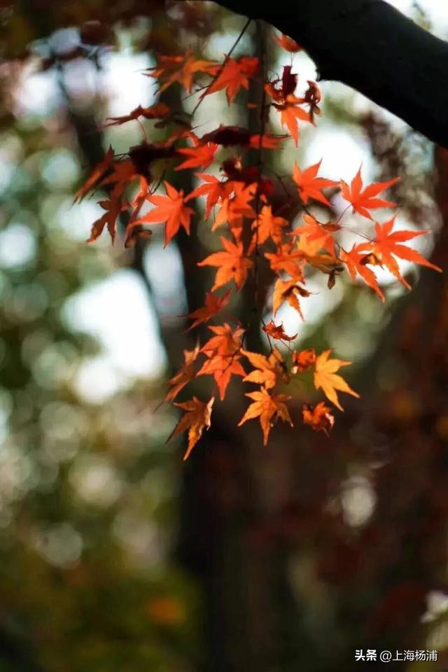 杨浦“赏秋地图”来啦！拿好→出发！