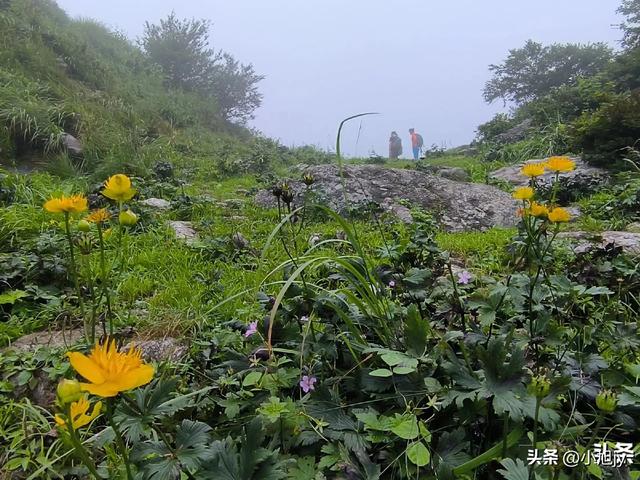 来呀，去白云山看金莲花，辽阳县大黑山风景区境内的白云山