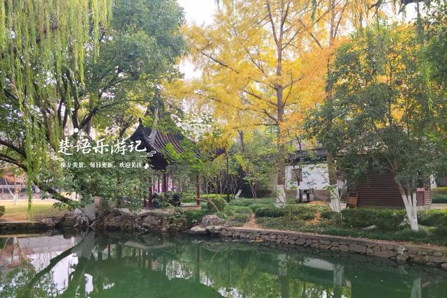 浙江宁波这个小园林被人忽略，但是银杏真是太美了，乌桕也是一绝