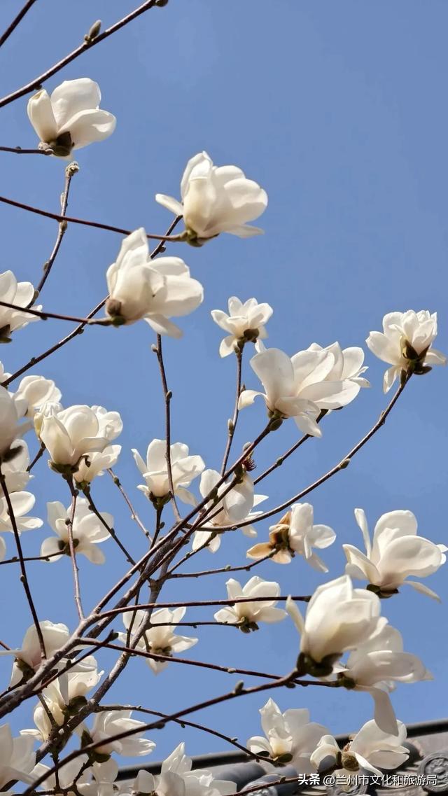 春假、清明假期来兰州赏花吧!(兰州春季踏青赏花主题线路之一)