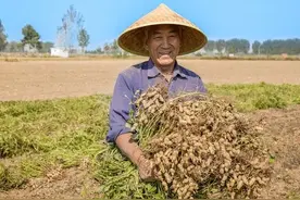 花生全程用药管理方案，从播种到收获，每个用药方案全解析图片