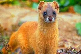 黄鼠狼全身是宝，为何无人敢养？养殖户：它可没那么好伺候图片