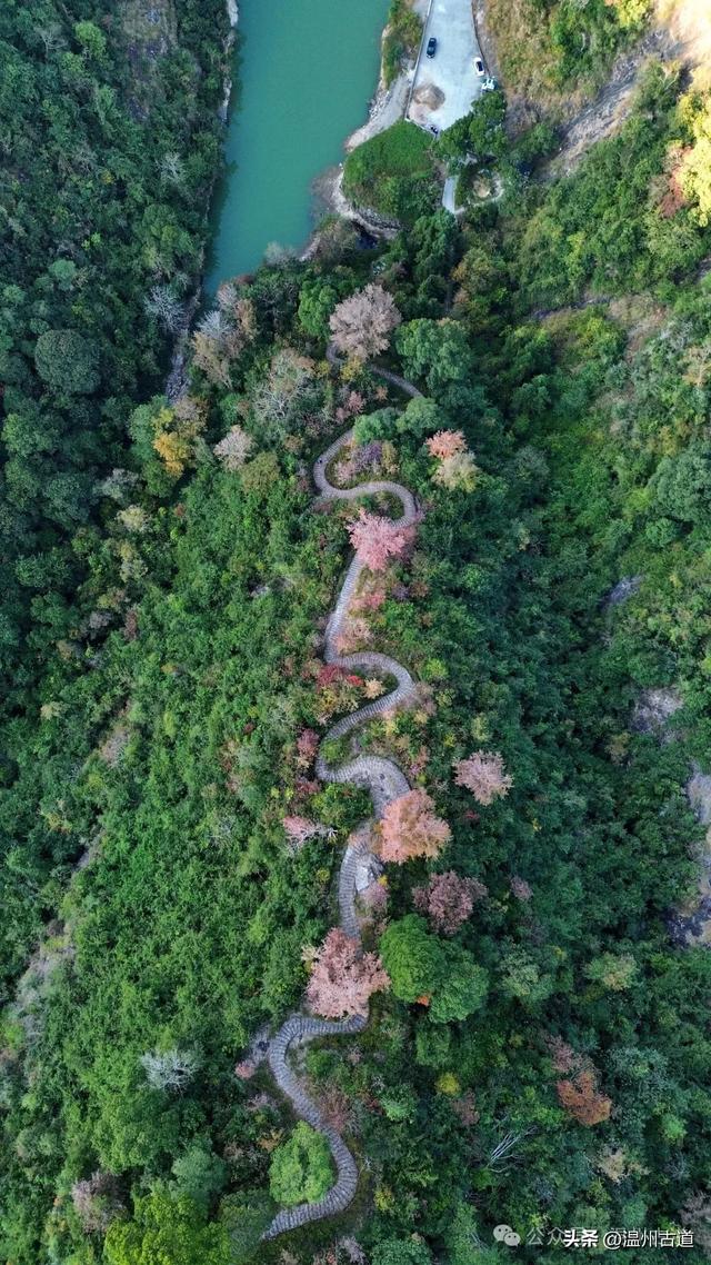 现场报道:温州这条醉美红枫古道已经美艳了!