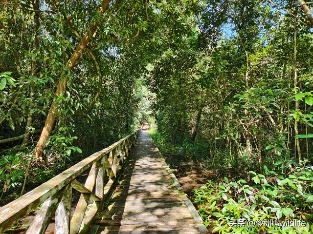 马来西亚(32)砂拉越州⑥世界遗产尼亚洞窟探险