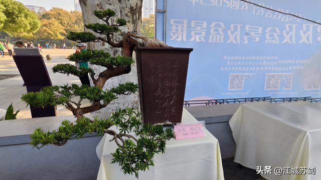 中山公园的秋，是写给武汉的一首诗