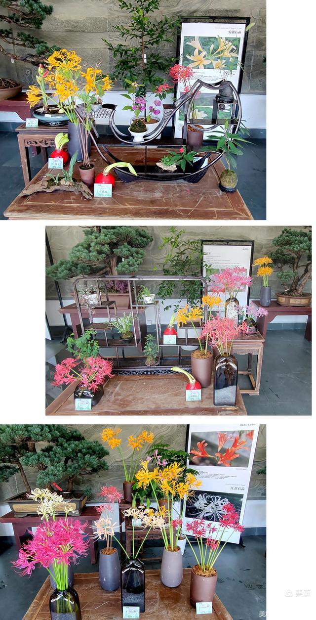 游西湖：杭州植物园之石蒜花展